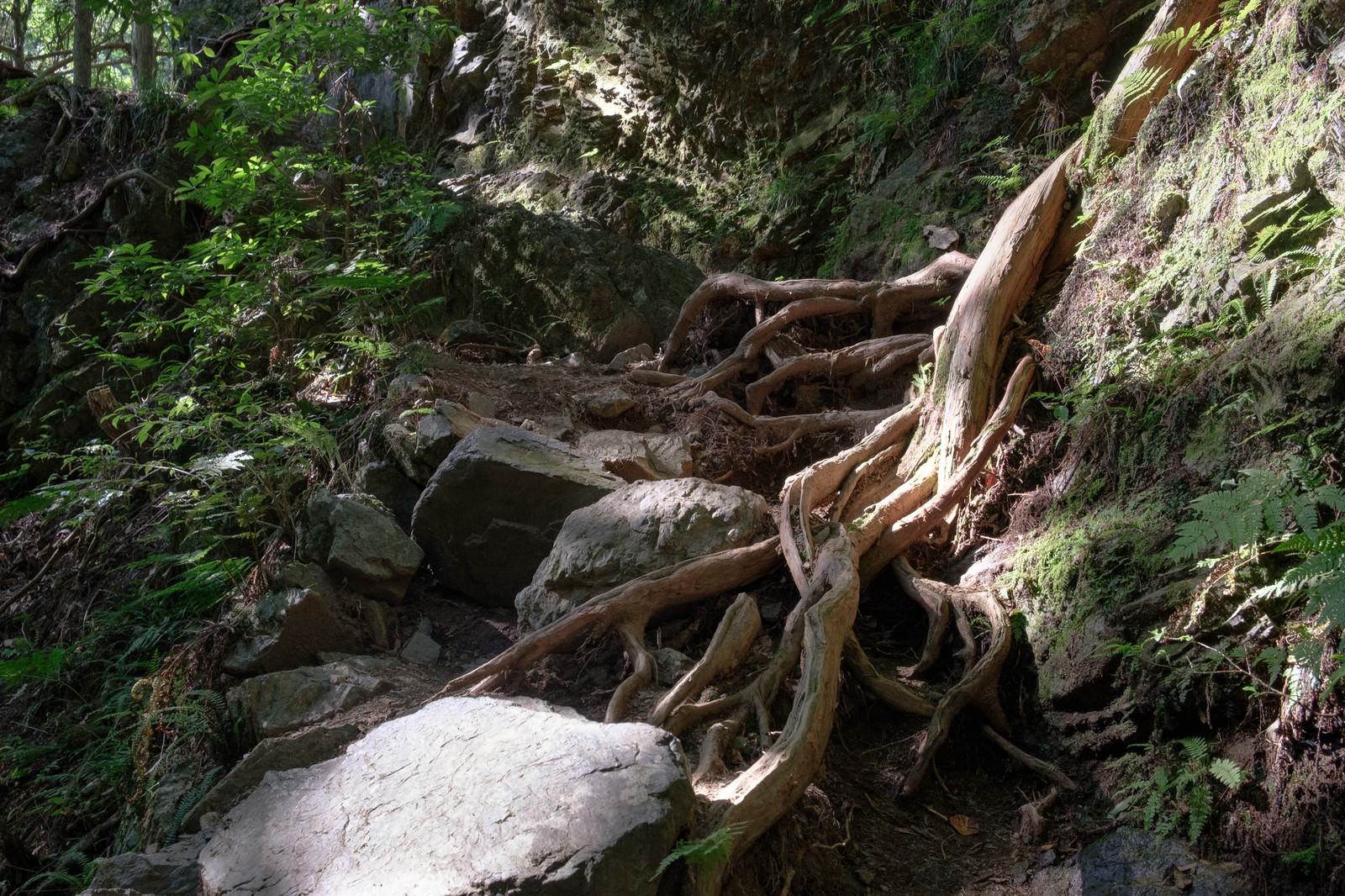山道の岩を力強く抱きかかえるように成長した大木の根