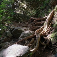 山道の岩を抱く大木の根の写真