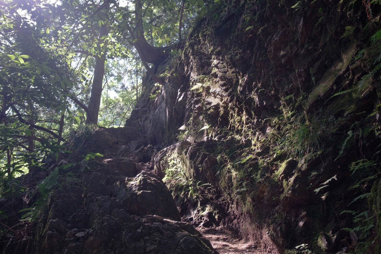 苔むした岩と木の根が点在する白谷沢登山道に木漏れ日が差し込む様子