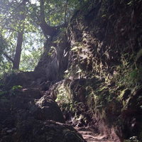 木漏れ日が差し込む白谷沢登山道の森の苔むした岩場の写真
