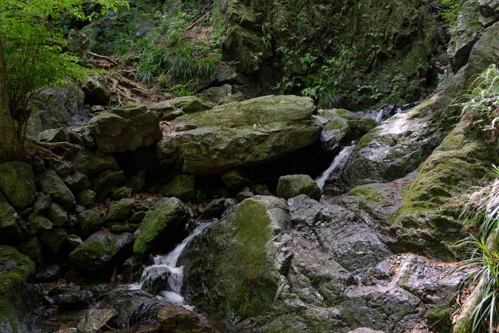 苔むした岩の間を流れる清流と緑豊かな森の風景