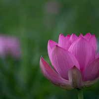埼玉県川越市伊佐沼で開花するピンクの蓮の花の写真