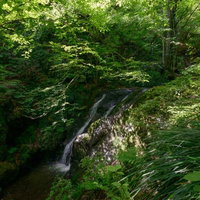 木漏れ日が照らす藤懸の滝と新緑の渓谷、棒ノ嶺の登山道の写真