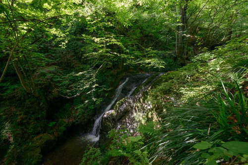 木漏れ日が照らす藤懸の滝と新緑の渓谷、棒ノ嶺の登山道