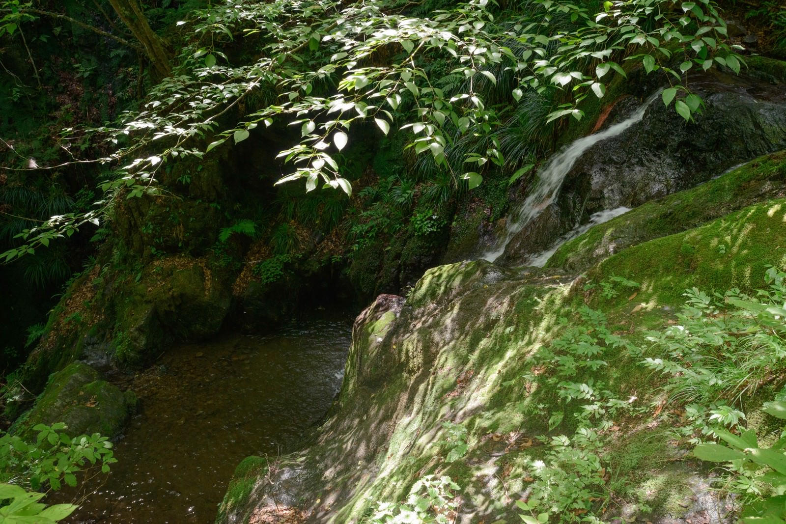 森の中の苔むす渓谷と小さな滝
