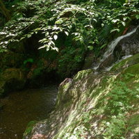 森の中の滝壺と苔むす渓谷の写真