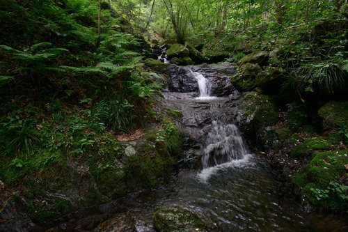 白谷沢登山道の深い森を流れる清流と山道の渓谷風景