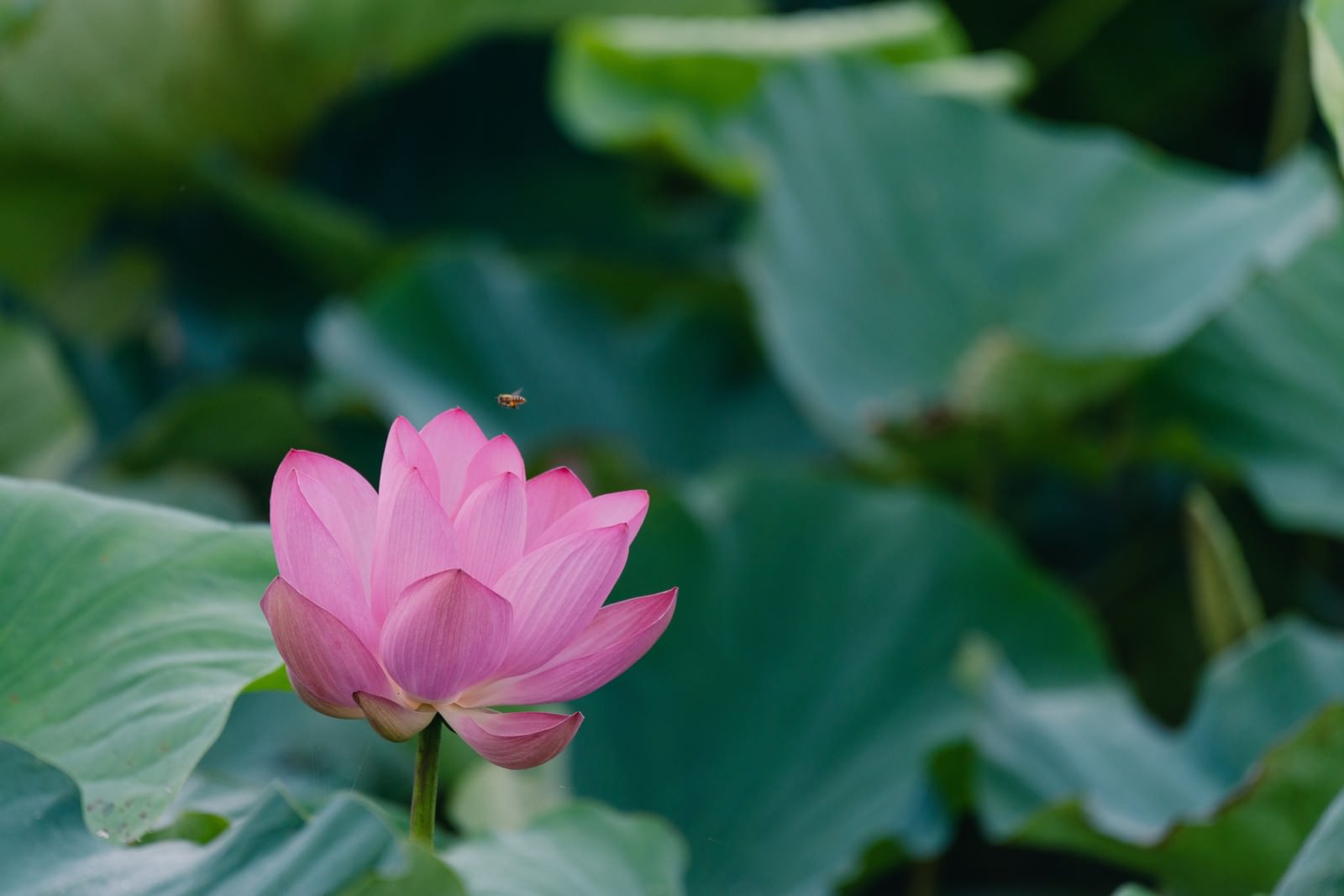 緑の葉に囲まれたピンクの蓮の花に止まる蜂