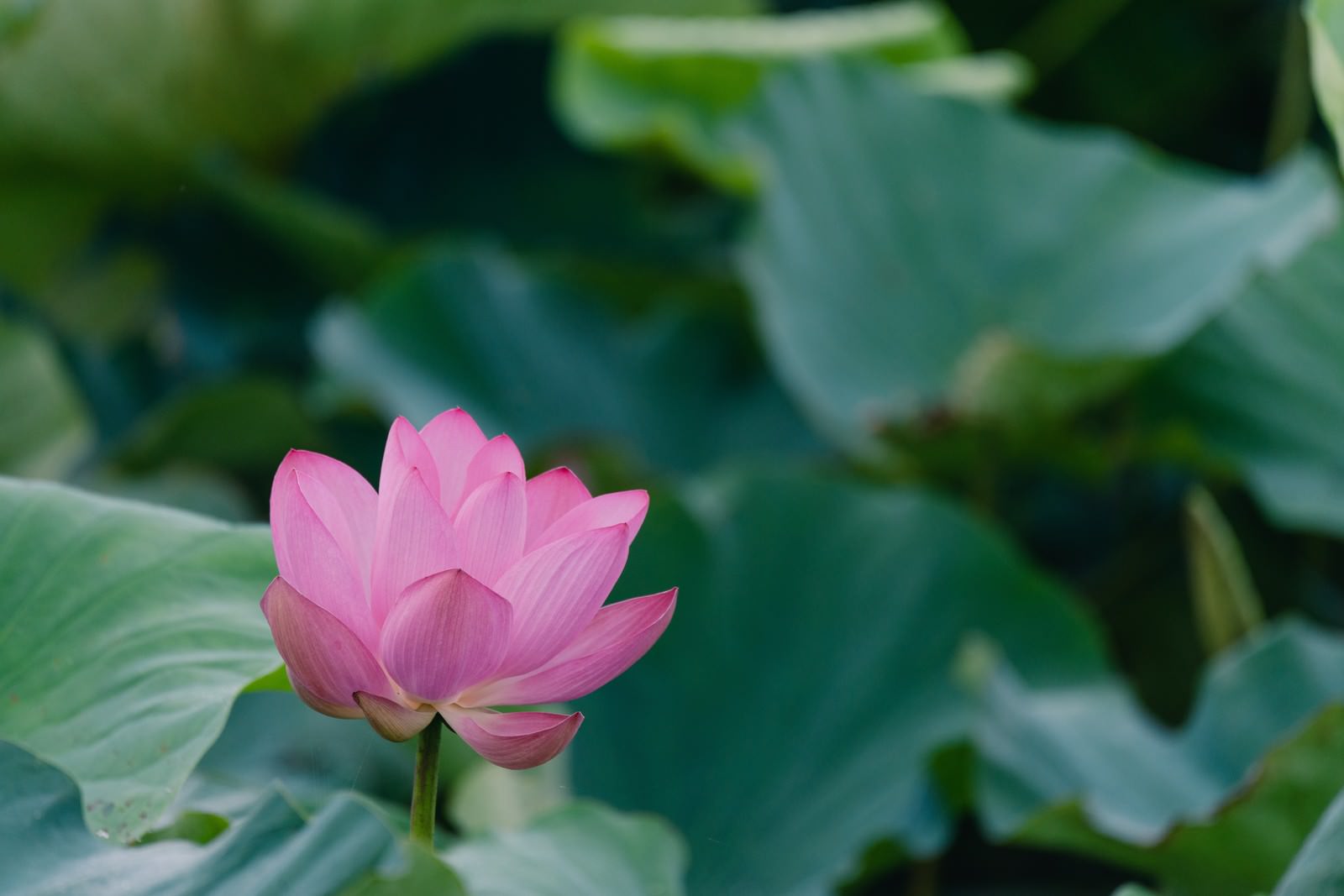 蓮池で咲くピンクの蓮の花