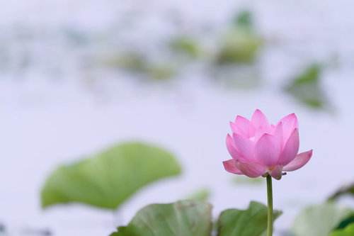 埼玉県川越市伊佐沼の池に咲く一輪のピンク蓮