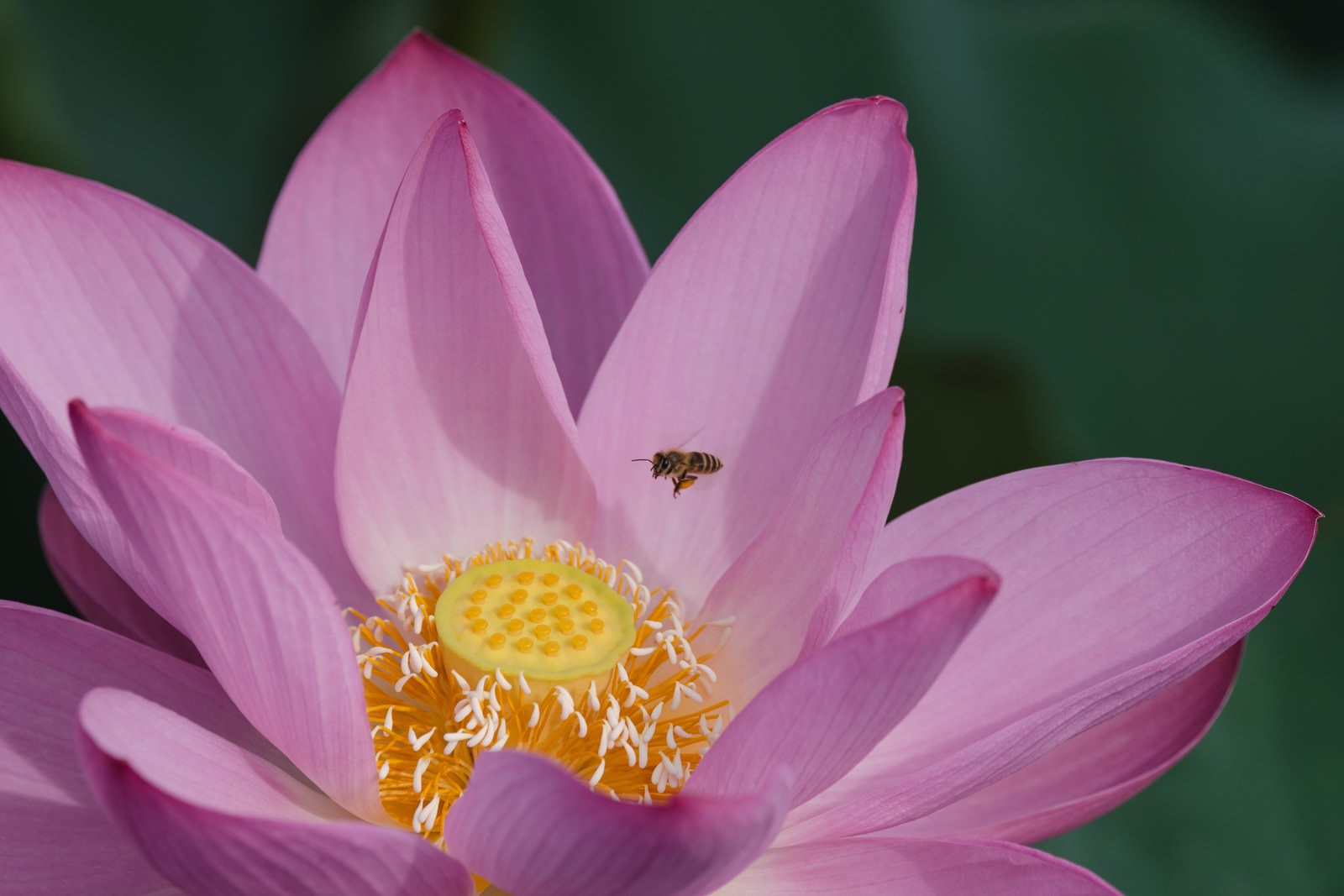 夏の蓮の花に近づく蜜蜂