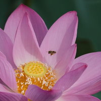 夏の池に咲く蓮の雄しべに誘われる蜂の写真
