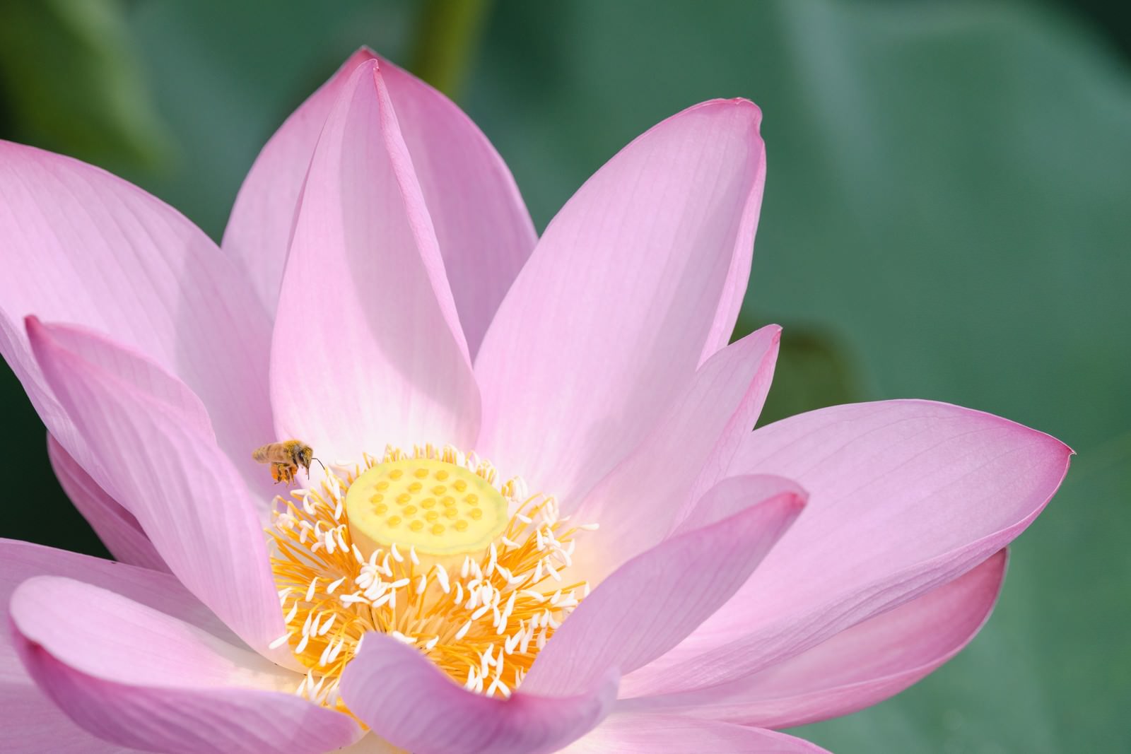 淡いピンク色の蓮の花の中央で、黄色い雄しべにとまる小さな蜂