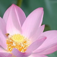 淡いピンク色の蓮の花の雄しべにとまる蜂の受粉の写真