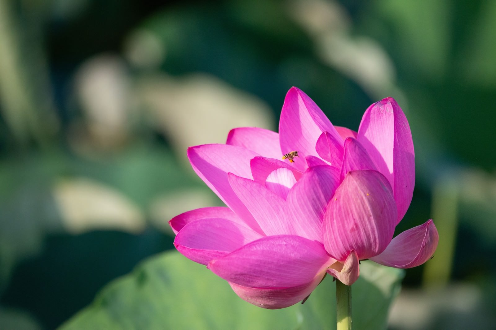 蓮の花にとまるミツバチ