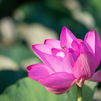 蓮の花にとまり蜜を集めるミツバチの接写撮影の写真