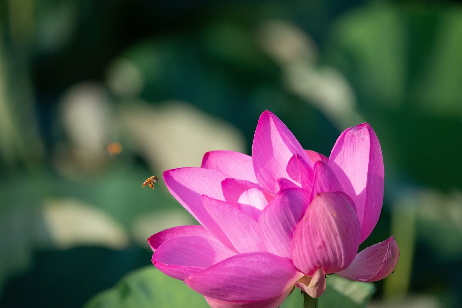 ピンク色の蓮の花に止まって蜜を集める小さなミツバチ