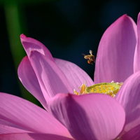 蓮の花に集まるミツバチと黄色い雄しべ、花の蜜を吸う昆虫の接写の写真