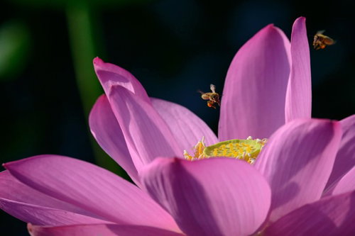 蓮の花に集まるミツバチと黄色い雄しべ、花の蜜を吸う昆虫の接写