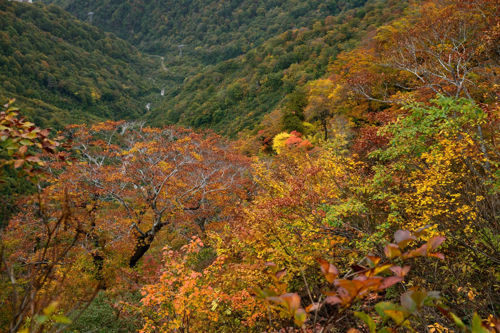 秋の谷川岳で黄葉と紅葉に色づいた木々が山の斜面を覆っている様子