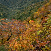 秋の谷川岳で黄葉した木々が斜面を覆う風景の写真
