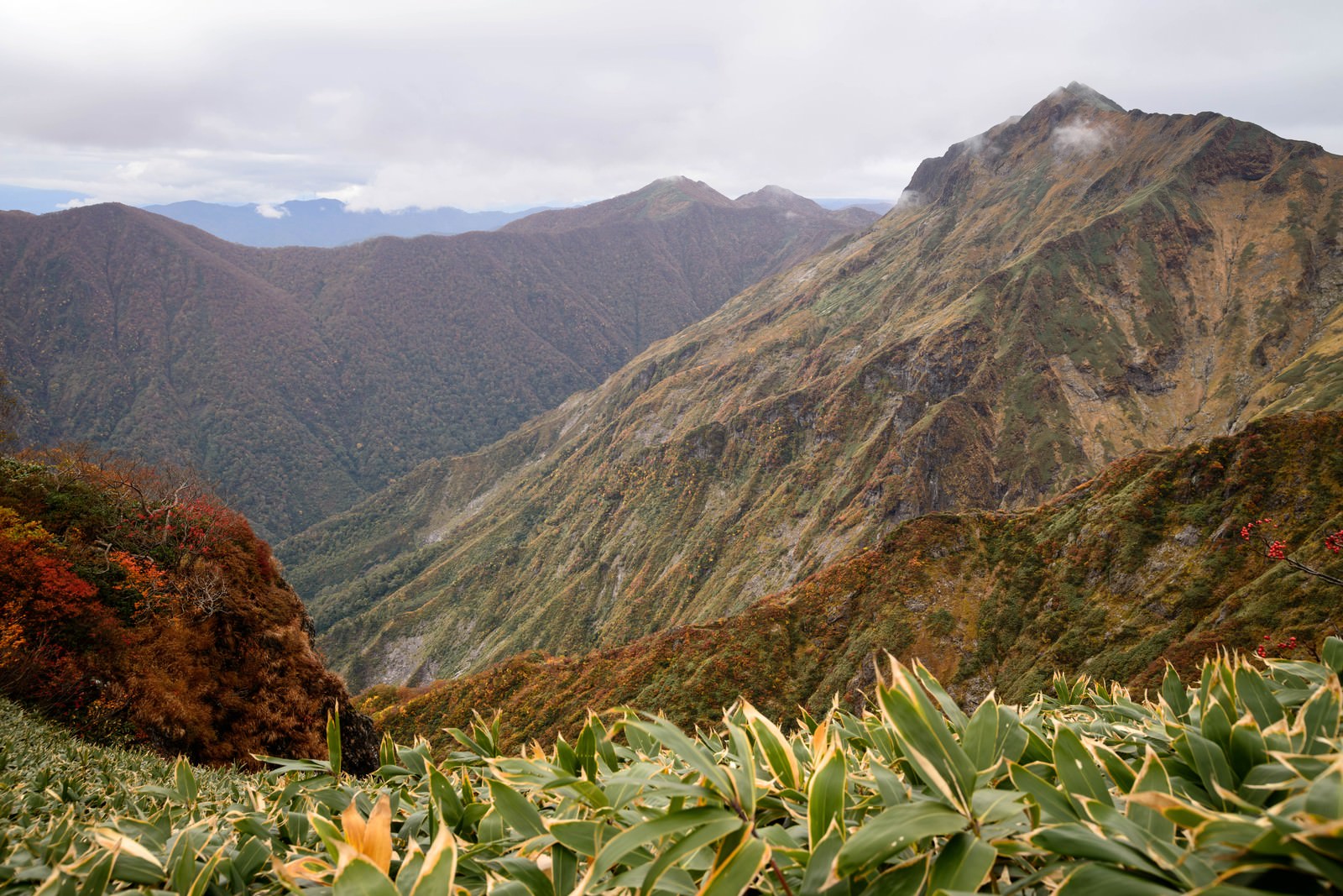 黄葉した木々と笹が茂る手前に、霞がかった谷川岳の山峰が連なる秋の風景