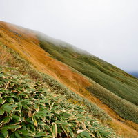 秋色の谷川岳斜面と笹の群生の写真