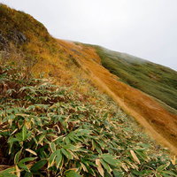 秋の笹が茂る谷川岳の黄葉する山肌と登山風景の写真