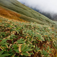 秋の谷川岳の斜面に広がる色づく笹と紅葉の山岳風景の写真