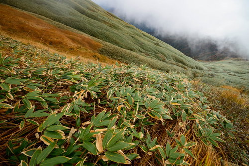 秋の谷川岳の斜面に広がる色づく笹と紅葉の山岳風景