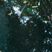 雨上がり、水たまりに反射する木漏れ日と落ち葉の写真