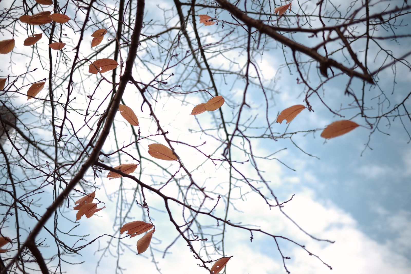 青空を背景に枯れ枝から舞い散る紅葉した落ち葉