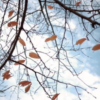 今日にはすべて葉が落ちてしまうかな・・・青空に舞い散る紅葉の写真