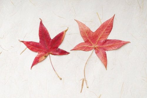 白い和紙の上に置かれた赤とオレンジ色のもみじ落ち葉二枚