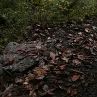 秋の散歩道に散らばる落ち葉と紅葉の地面風景の写真