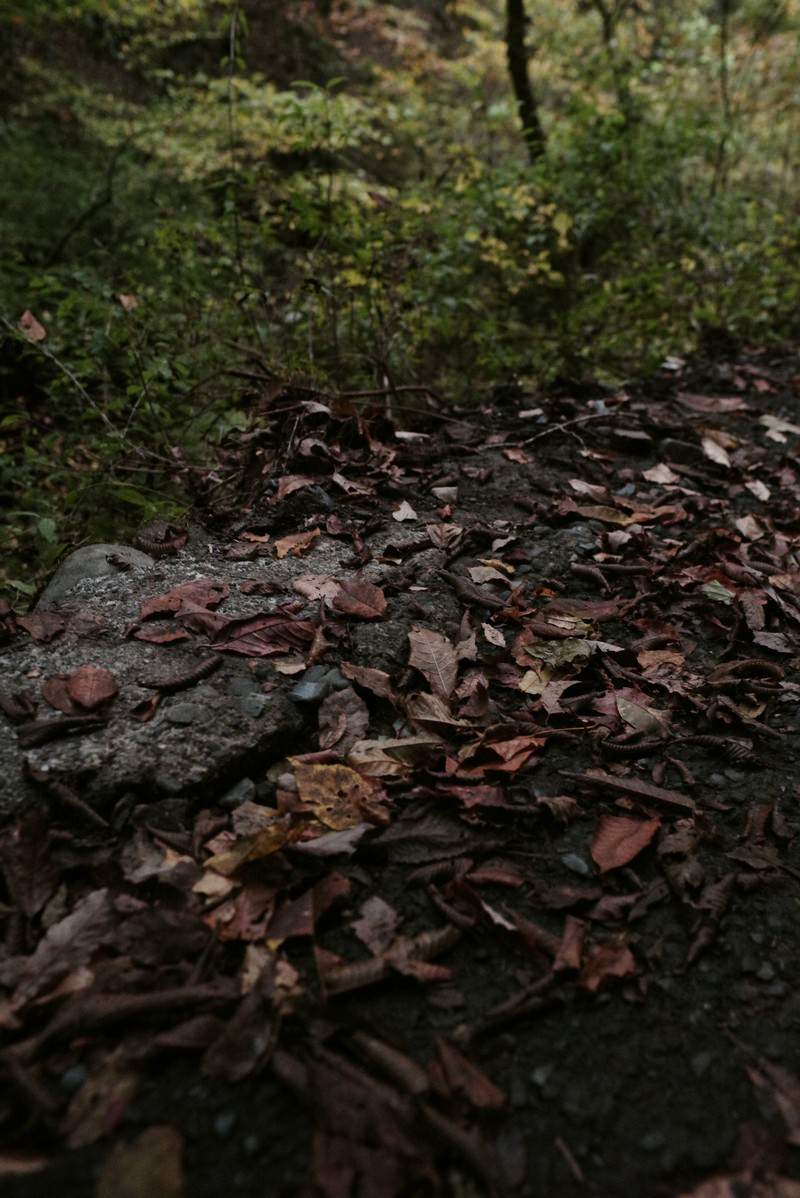 道端の地面に散らばった茶色や赤茶色の落ち葉