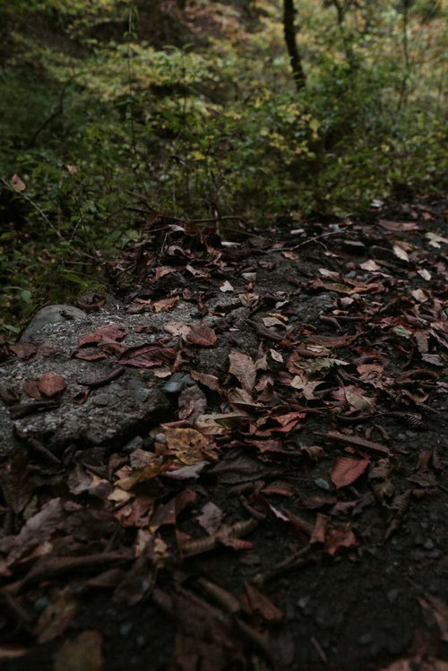秋の散歩道に散らばる落ち葉と紅葉の地面風景
