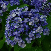 青から紫のグラデーションが映るオカメアジサイの写真