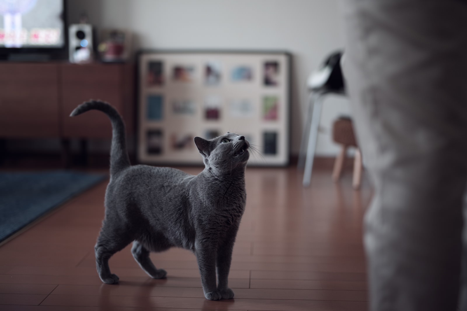 室内で飼い主を見上げるグレーの猫