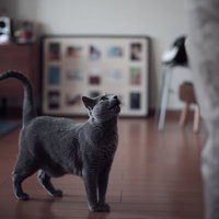 飼い主を見上げるグレーの猫（タマ）の可愛らしい表情の写真