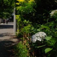 道端に咲く白い紫陽花の花房と緑の葉の写真