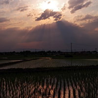 夕焼けが反射する水田の風景の写真