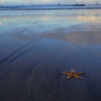 砂浜に打ち上げられた赤いヒトデの写真
