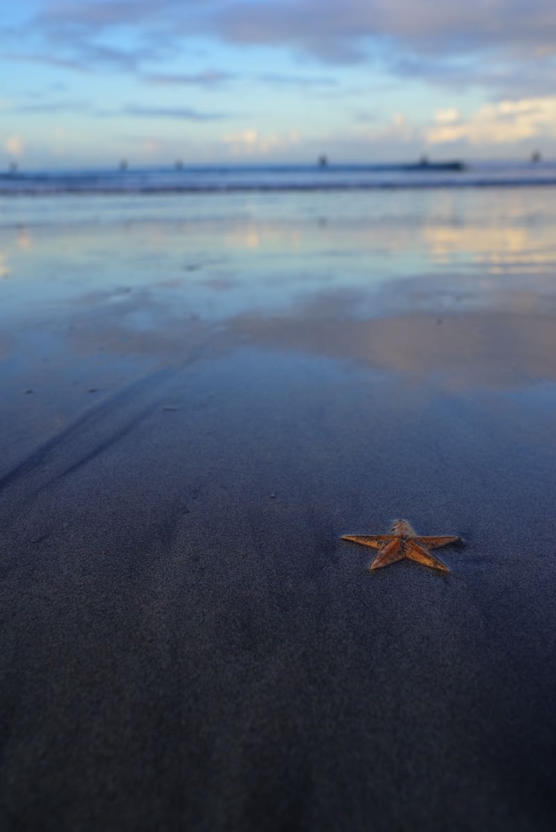 砂浜に打ち上げられたオレンジ色のヒトデ