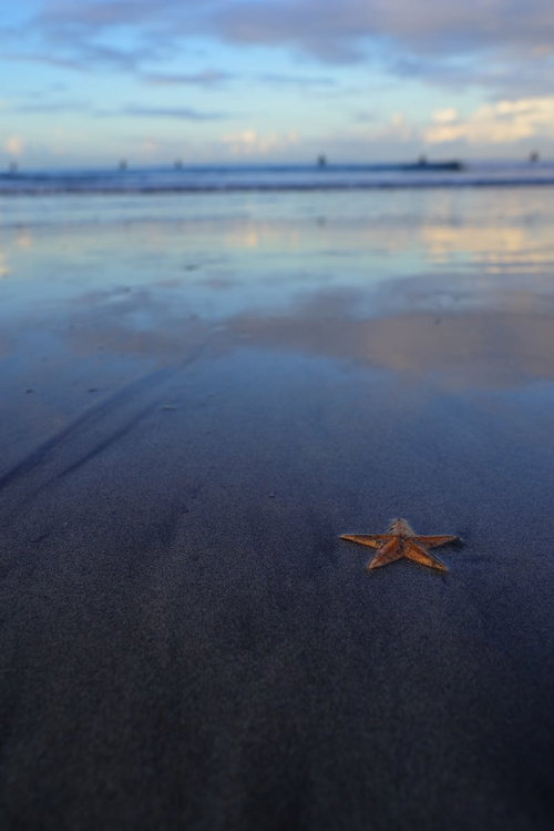 砂浜に打ち上げられた赤いヒトデ