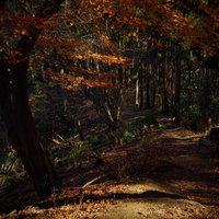 秋の紅葉に覆われた登山道の写真