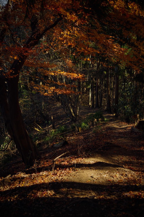 秋の紅葉に覆われた登山道