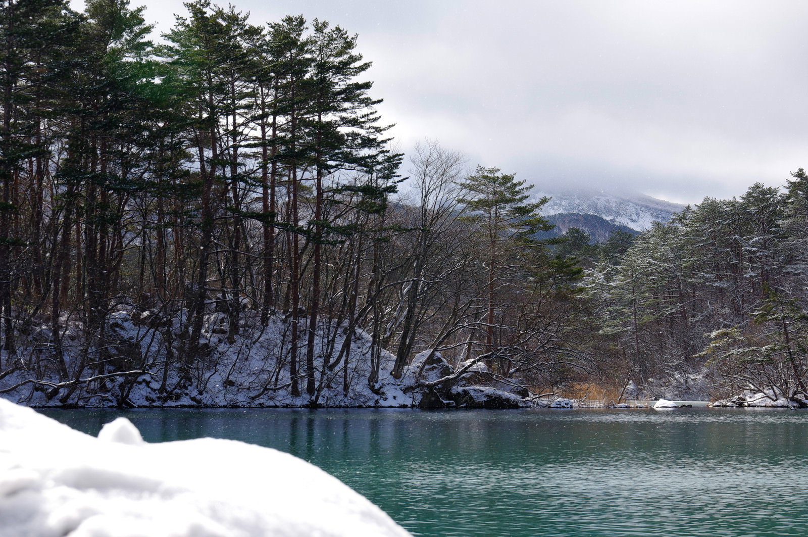 雪に覆われた針葉樹林に囲まれた毘沙門沼のエメラルドグリーンの湖面