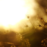 夕暮れの逆光に浮かぶひっつきむし（コセンダングサ）の写真