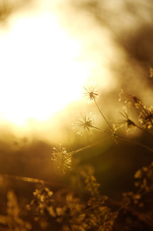 夕焼けに輝くひっつきむし（コセンダングサ）のトゲトゲの種子